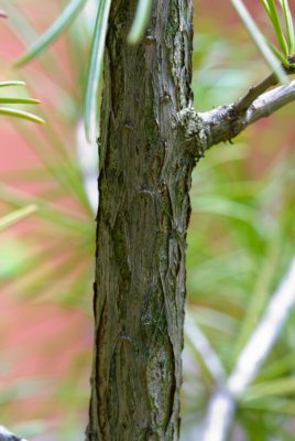 Sciadopitys verticillata - pajehličník přeslenatý, deštníkovec - kůra